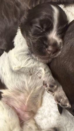 Cocker Spaniel puppy for sale by LAVINTO