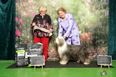 Aust Ch Glyntwood Your The One Bearded Collie