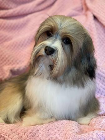 Havanese for sale by FORANGEE