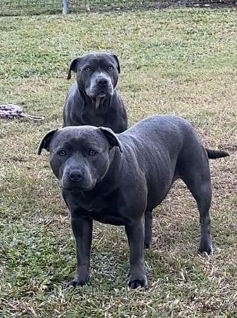 Staffordshire Bull Terrier for sale by COGILL1973