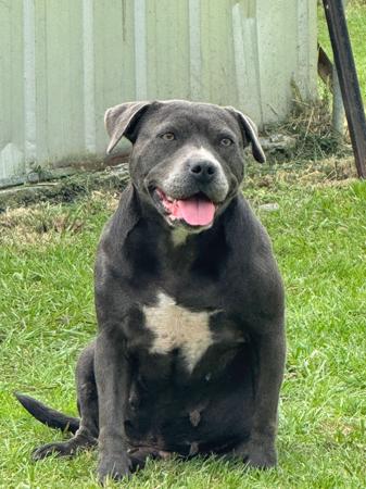 Staffordshire Bull Terrier for sale by MRSBLUES