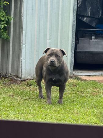 Staffordshire Bull Terrier for sale by MRSBLUES