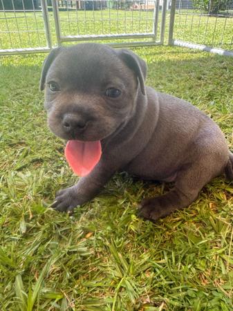 Staffordshire Bull Terrier for sale by MRSBLUES