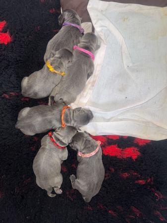 Staffordshire Bull Terrier for sale by MRSBLUES