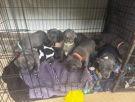 Staffordshire Bull Terrier for sale by MRSBLUES