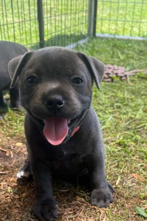 Staffordshire Bull Terrier for sale by MRSBLUES
