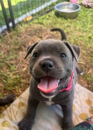 Staffordshire Bull Terrier for sale by MRSBLUES