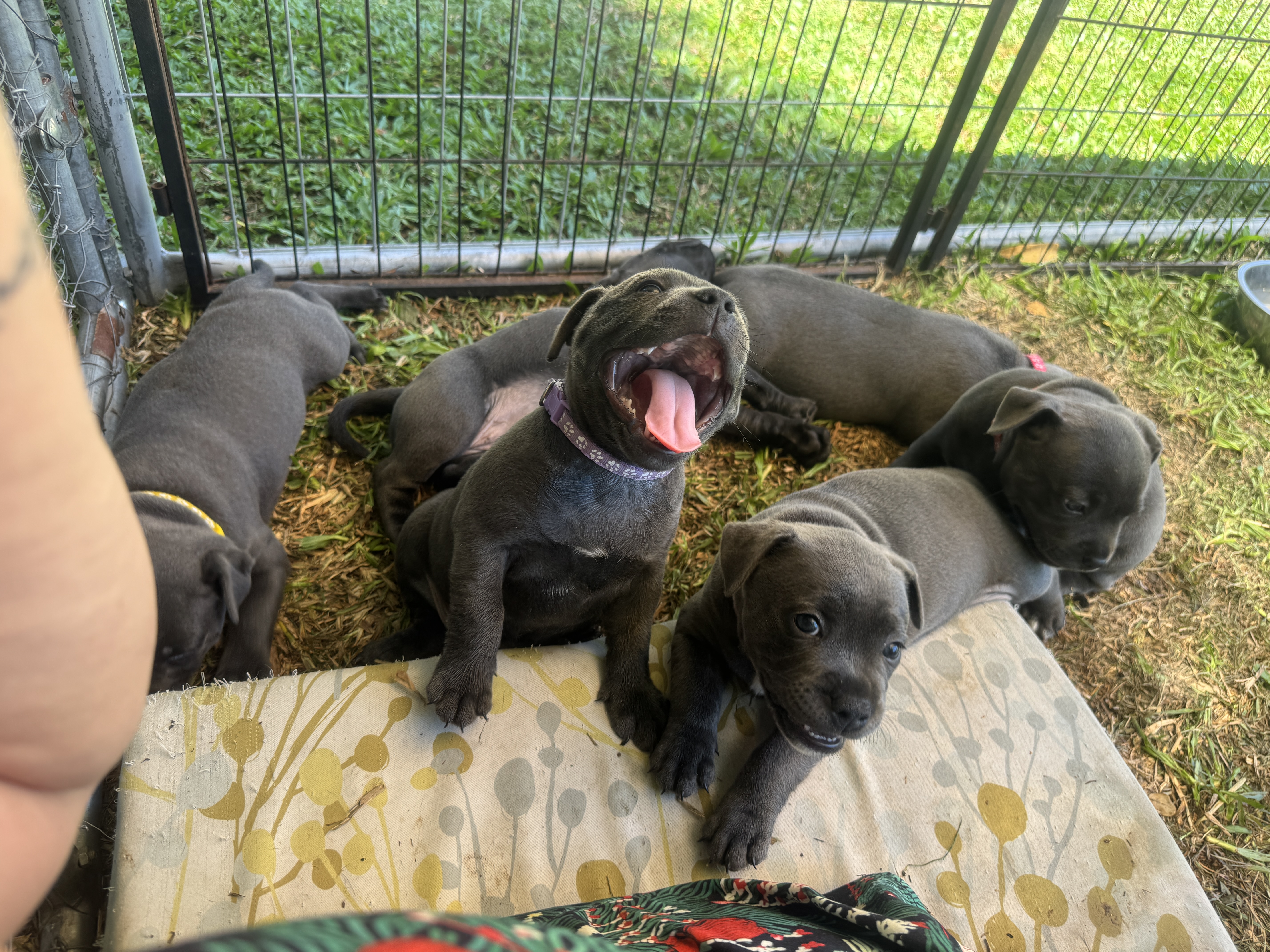 Staffordshire Bull Terrier for sale by MRSBLUES