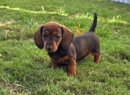 Dachshund (Miniature Smooth Haired) puppy for sale by ARICHARDSON84