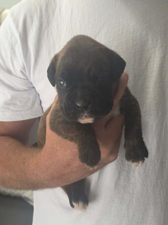 Boxer puppy for sale by ARICHARDSON84
