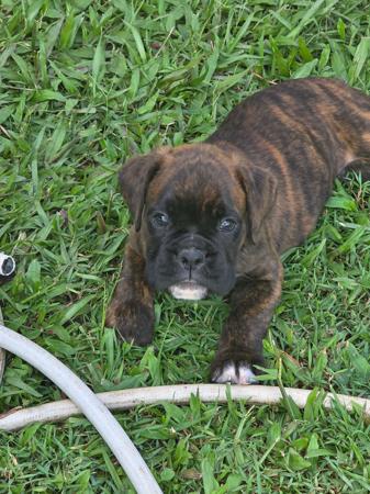 Boxer puppy for sale by ARICHARDSON84