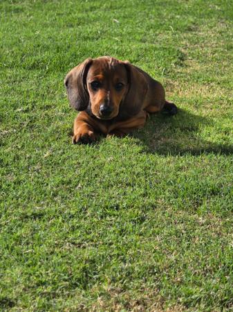 Dachshund (Miniature Smooth Haired) puppy for sale by ARICHARDSON84