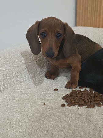 Dachshund (Miniature Smooth Haired) puppy for sale by ARICHARDSON84