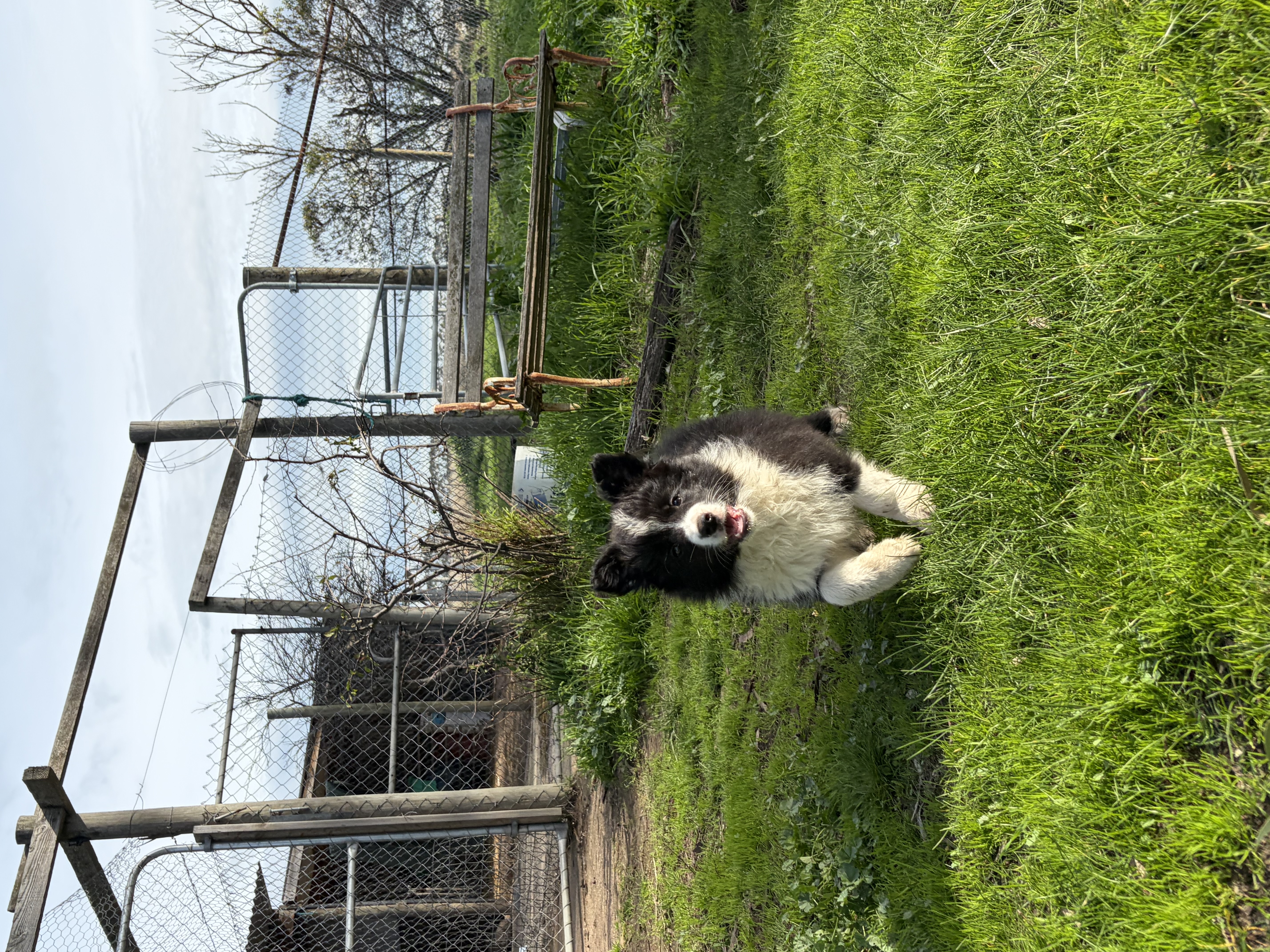 Border Collie puppy for sale by EBNIV