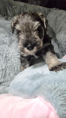 Schnauzer (Miniature) puppy for sale by THYLIEBE