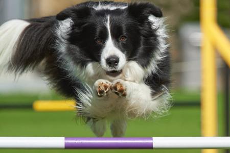 Border Collie for sale by VHOFTOBIGPONDCOM