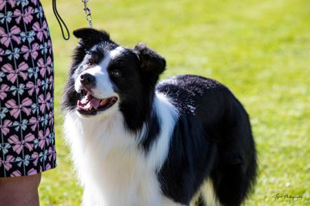 Border Collie for sale by SWITCHBACK