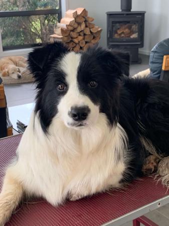 Border Collie for sale by SWITCHBACK