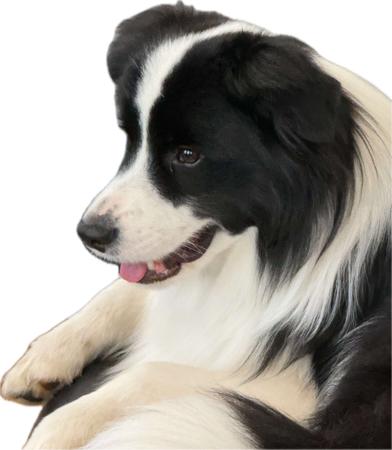 Border Collie for sale by SWITCHBACK