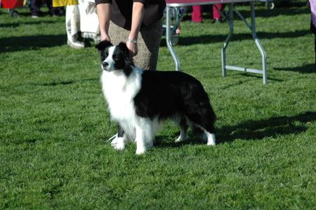 Border Collie for sale by SWITCHBACK