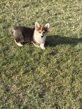 Welsh Corgi (Pembroke) puppy for sale by JOEMPUGS