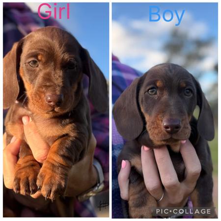 Dachshund (Miniature Smooth Haired) puppy for sale by JOEMPUGS