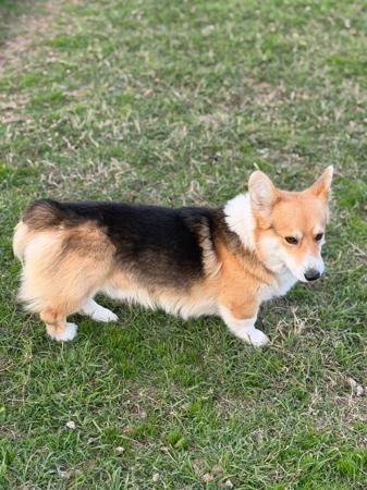 Welsh Corgi (Pembroke) puppy for sale by JOEMPUGS