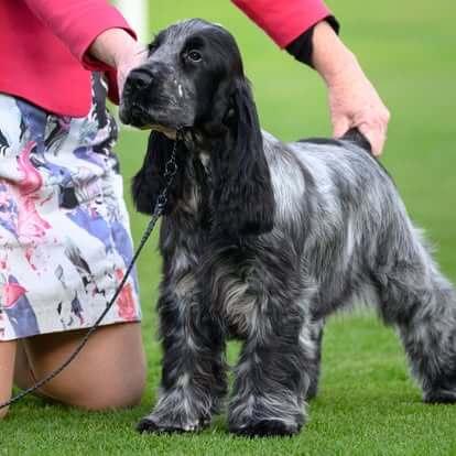 Cobalt Outlander Cocker Spaniel