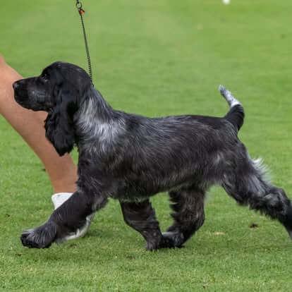 Cobalt Highland Skye Cocker Spaniel