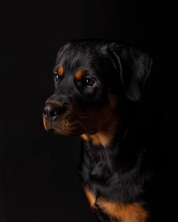Rottweiler for sale by SMCDONALD