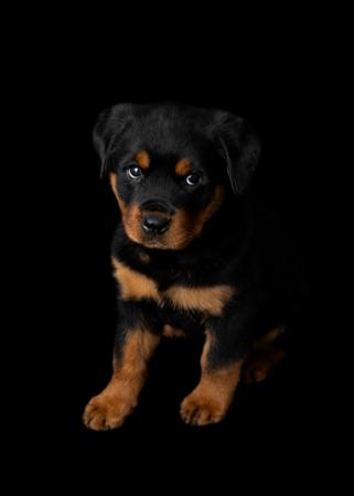 Rottweiler for sale by SAIREE