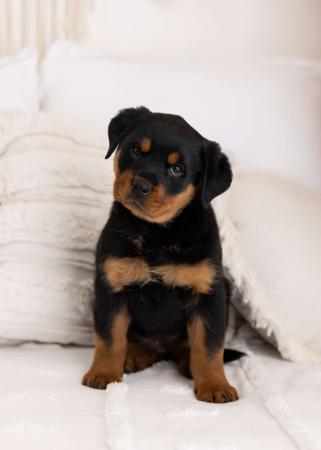 Rottweiler for sale by SAIREE