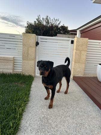 Rottweiler for sale by SAIREE