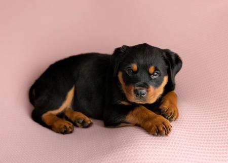 Rottweiler for sale by SAIREE