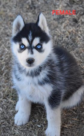 Siberian Husky puppy for sale by WOLFGIRL