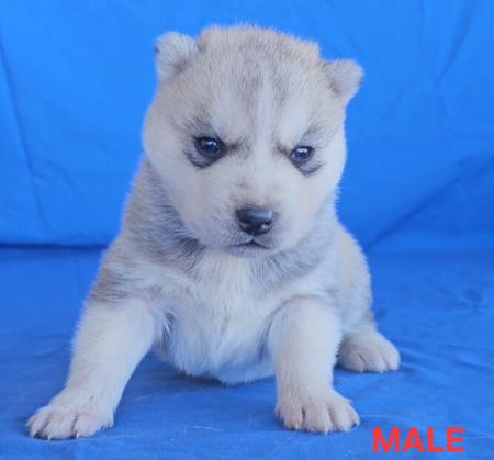 Siberian Husky puppy for sale by WOLFGIRL