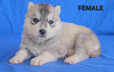 Siberian Husky puppy for sale by WOLFGIRL