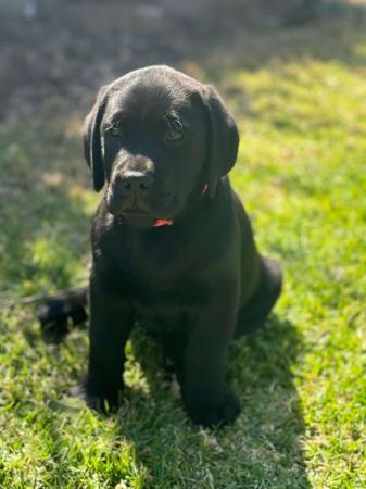 Labrador Retriever for sale by CHAARME