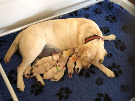 Labrador Retriever for sale by CHAARME