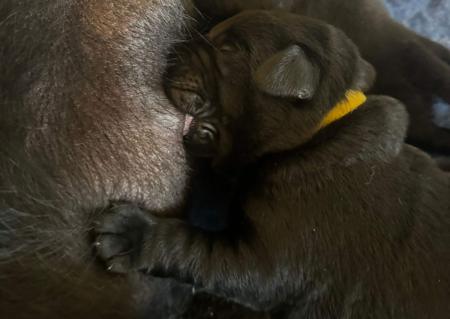 Labrador Retriever for sale by CHAARME