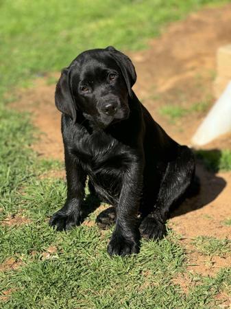 Labrador Retriever for sale by CHAARME