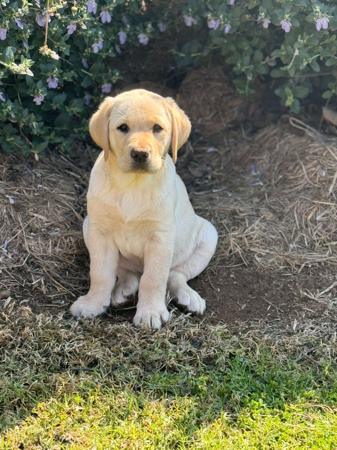 Labrador Retriever for sale by CHAARME