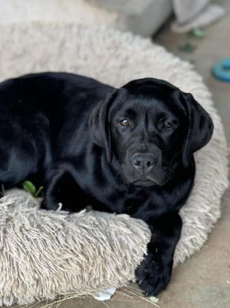 Labrador Retriever for sale by CHAARME