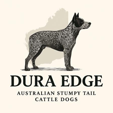 Australian Stumpy Tail Cattle Dog for sale by SARAHLUKEWADDYGMAIL