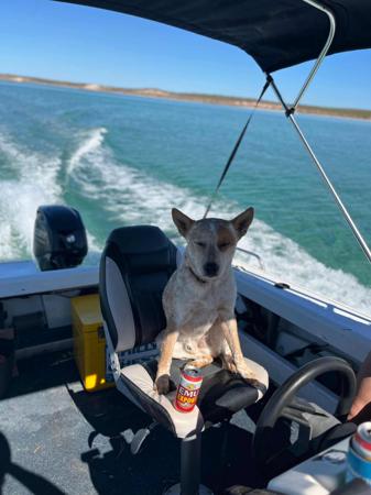 Australian Stumpy Tail Cattle Dog for sale by DURAEDGE