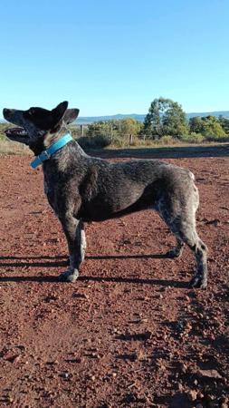 Australian Stumpy Tail Cattle Dog for sale by DURAEDGE