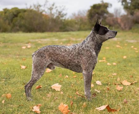 Australian Stumpy Tail Cattle Dog for sale by DURAEDGE
