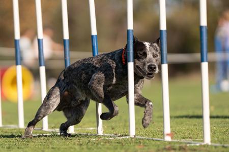 Australian Stumpy Tail Cattle Dog for sale by DURAEDGE