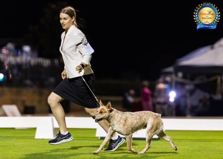 Australian Stumpy Tail Cattle Dog for sale by DURAEDGE