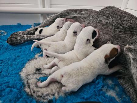 Australian Stumpy Tail Cattle Dog puppy for sale by SARAHLUKEWADDYGMAIL